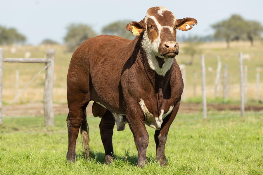 Lote Toros señal 22