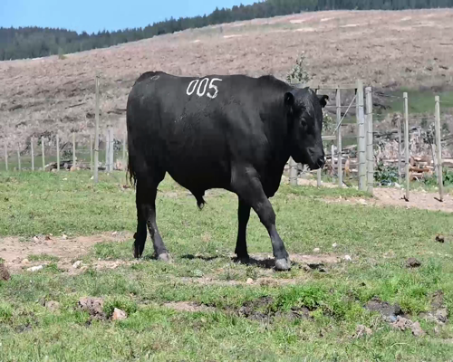 Lote TORO 005