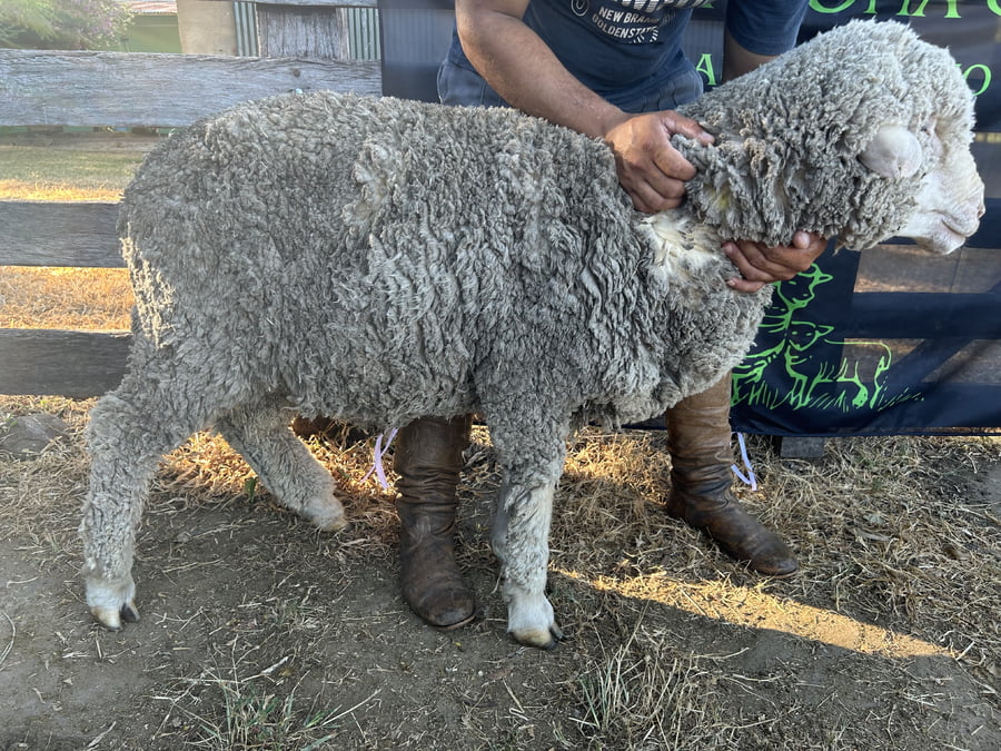 Lote Borrego 4/6D (MO: Si)