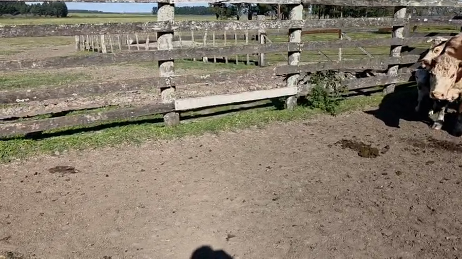 Lote 49 Vacas CUT con cría en Chajari - ER