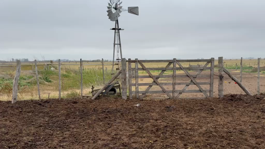 Lote 35 Vacas usadas preñadas