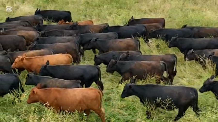 Lote 70 Novillitos en Entre Ríos, Victoria