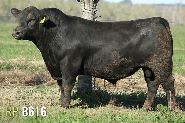 Lote 3 TOROS PUROS DE PEDIGREE