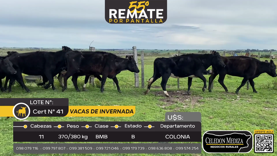 Lote 11 Vacas de Invernada en Puntas del Rosario, a 20 km de Cardona, Colonia