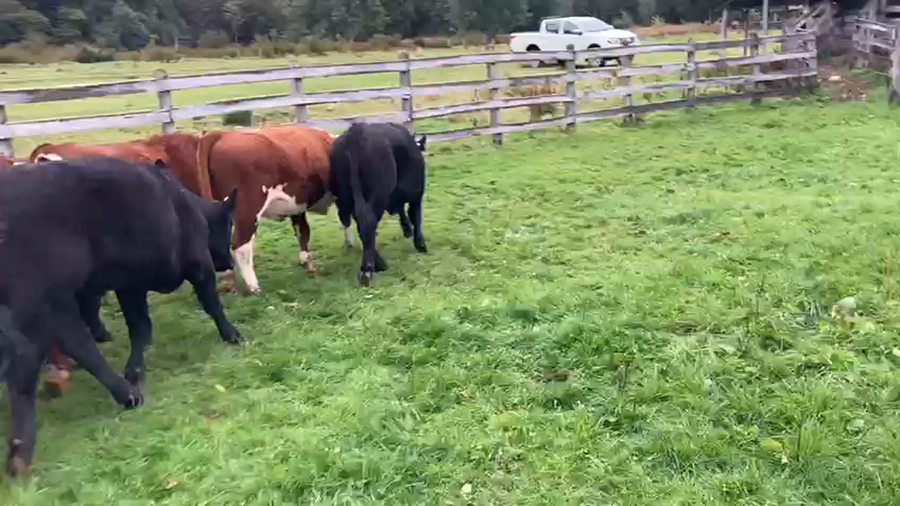 Lote 52 Novillo Engorda en Coyhaique, XI Región Aysén