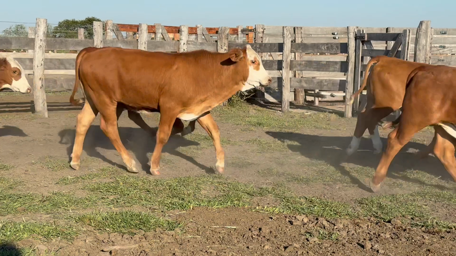 Lote 110 Terneros en Corrientes, Sauce
