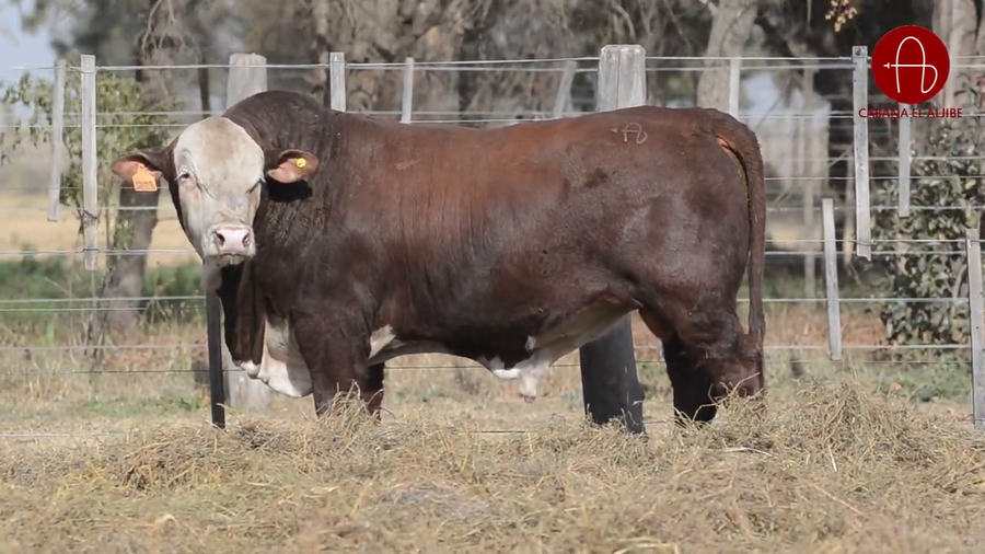 Lote BRAFORD EL ALJIBE