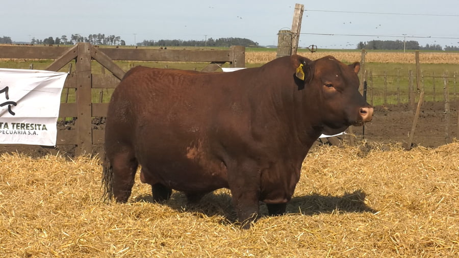 Lote Toros PC Colorado