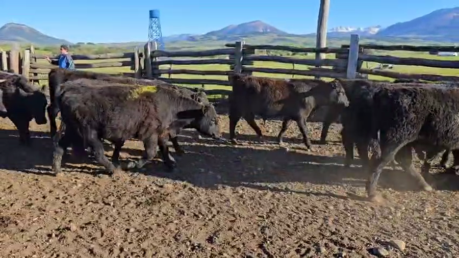 Lote 60 Ternero en Coyhaique, XI Región Aysén