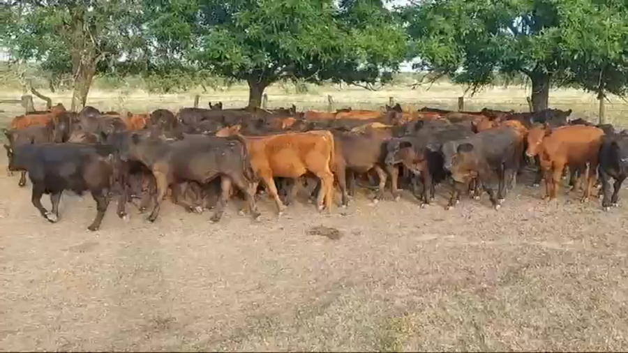 Lote 75 Terneros