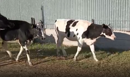 Lote 7 Vaquillonas en  San Jeronimo Norte, Santa Fe