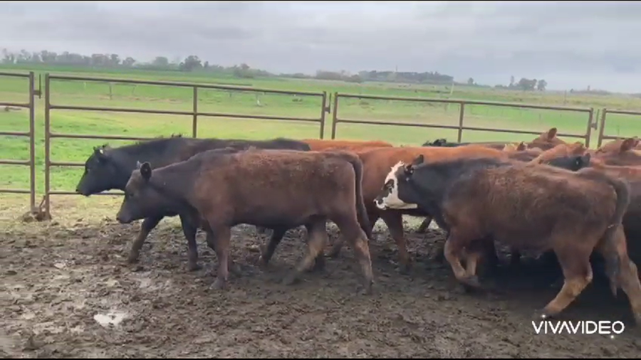 Lote 20 Terneros/as en Lobos, Buenos Aires