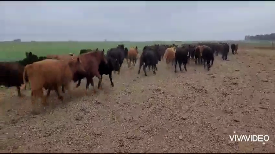 Lote 300 Terneros en Gral. Villegas, Buenos Aires