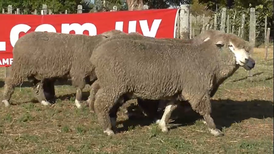 Lote 5 carneros 2 dtes MO 074-294-071-297-264