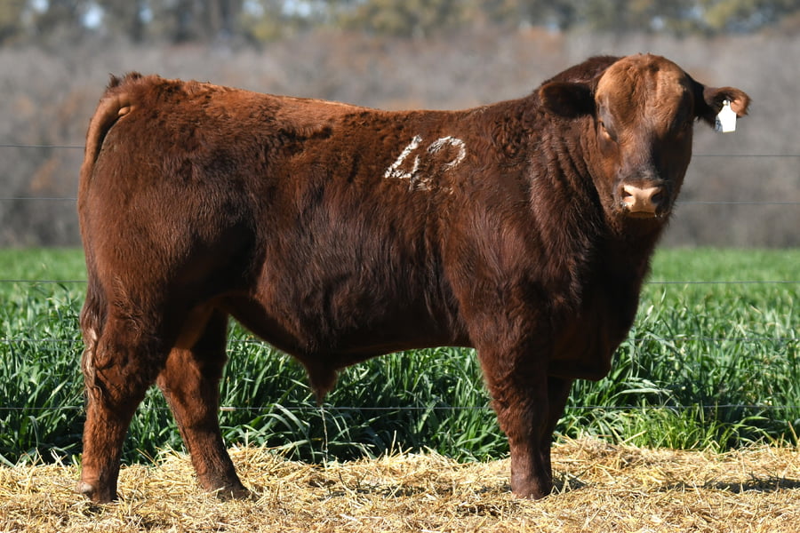 Lote TORO ANGUS PC