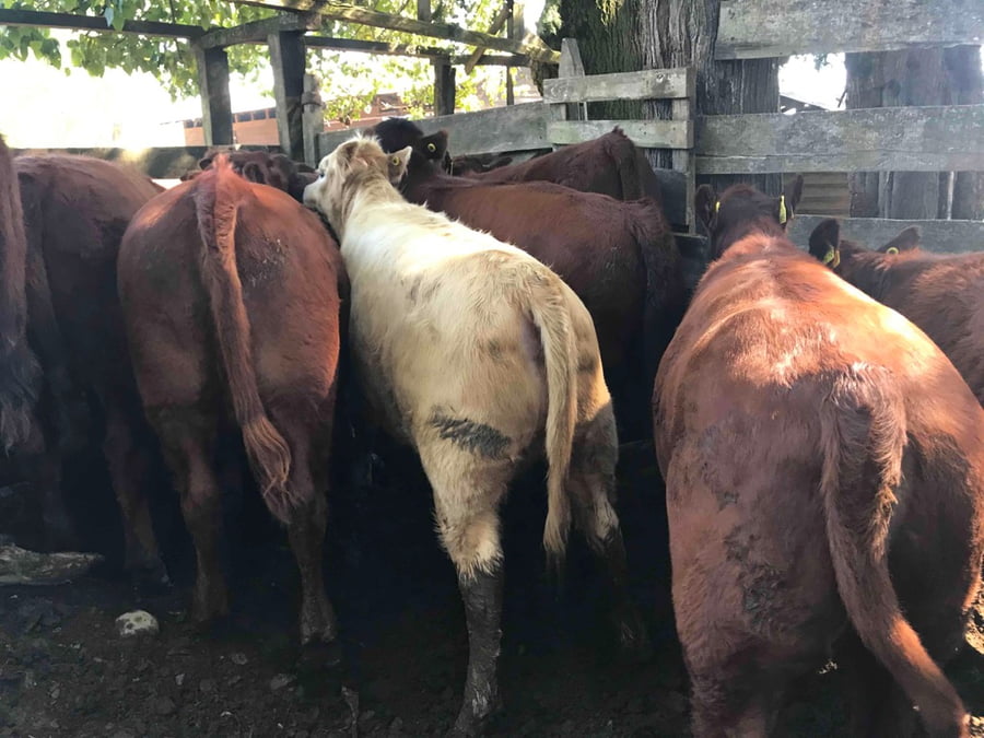 Lote 44 Ternera en Puerto Varas, X Región Los Lagos