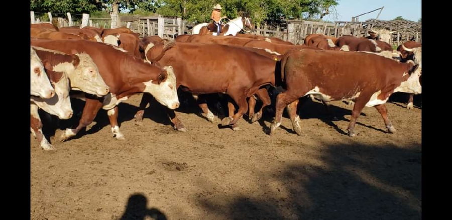 Lote 100 Novillos en Villaguay, Entre Ríos