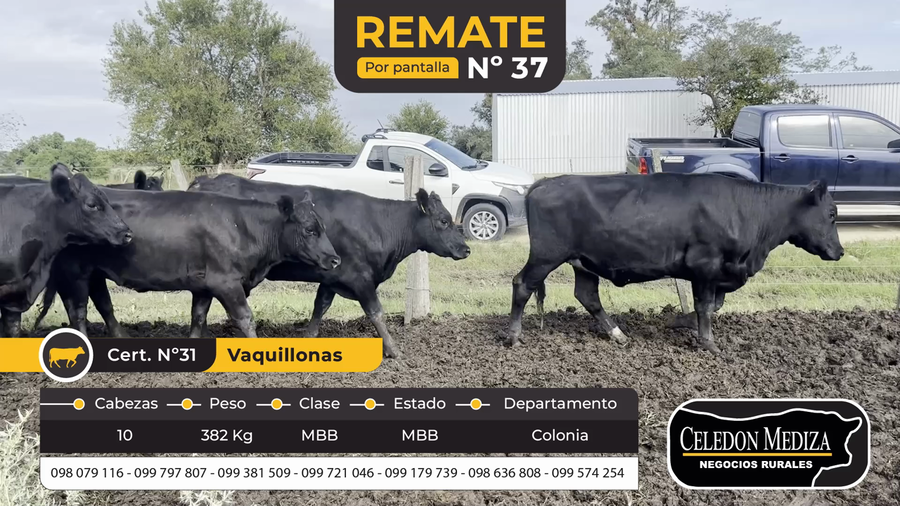 Lote 10 Vaquillonas  en Paso Antolín, Colonia