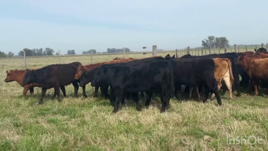 Lote 41 Terneros/as
