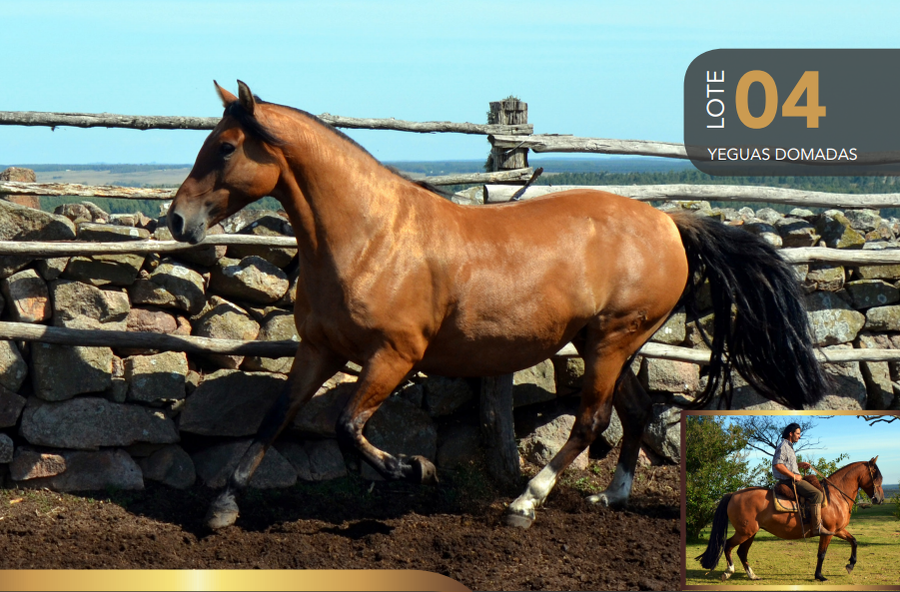 Lote Aquerenciada Batahola