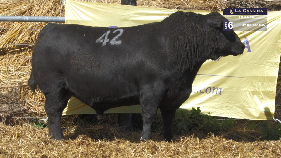Lote TOROS ANGUS PURO CONTROLADO