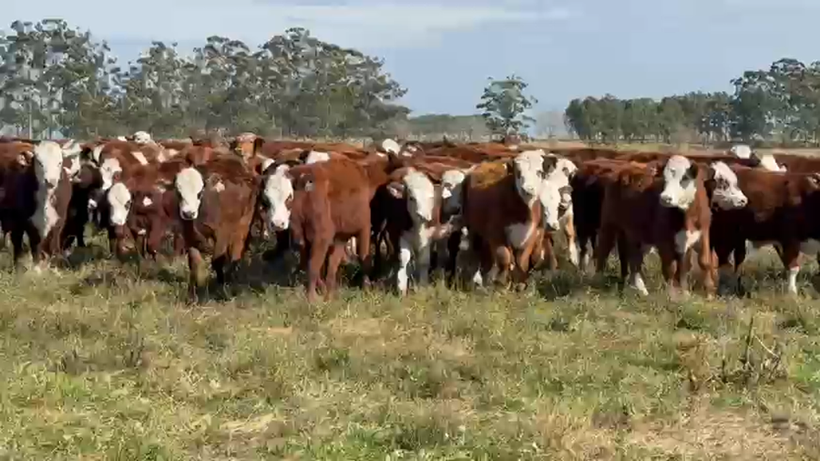 Lote 140 Terneros