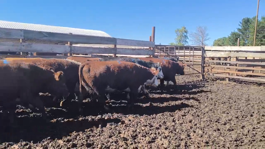 Lote 20 Vaquilla Gorda en Los Ángeles, VIII Región Biobío