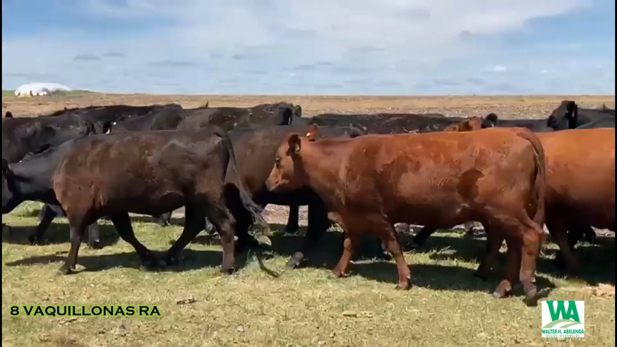 Lote 8 Vaquillonas  a remate en CABAÑA LA PODEROSA, Florida