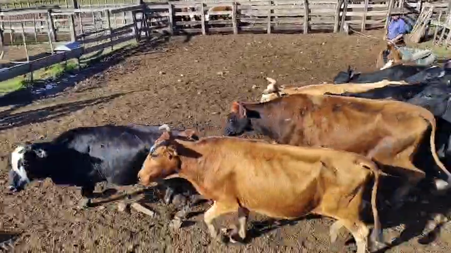 Lote 50 Vacas p/ invernar