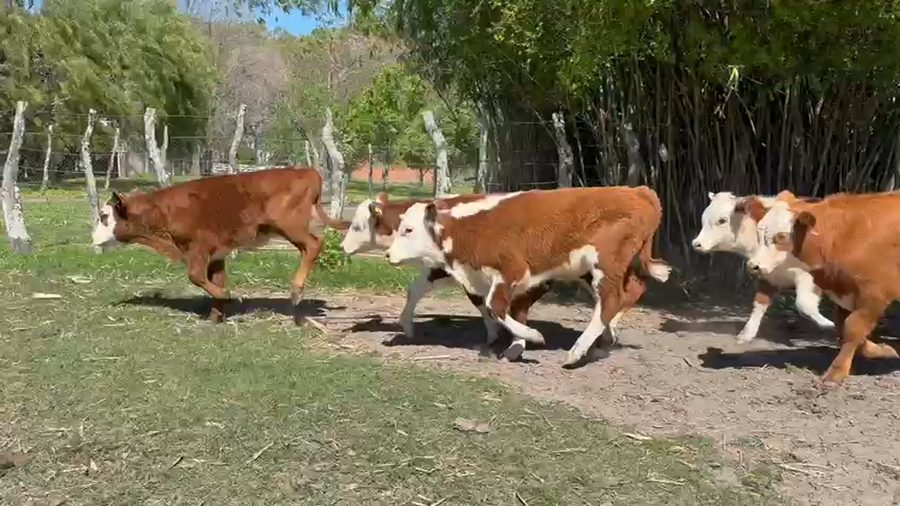 Lote 40 Terneros/as
