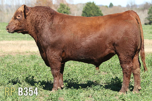 Lote 3 TOROS PUROS DE PEDIGREE