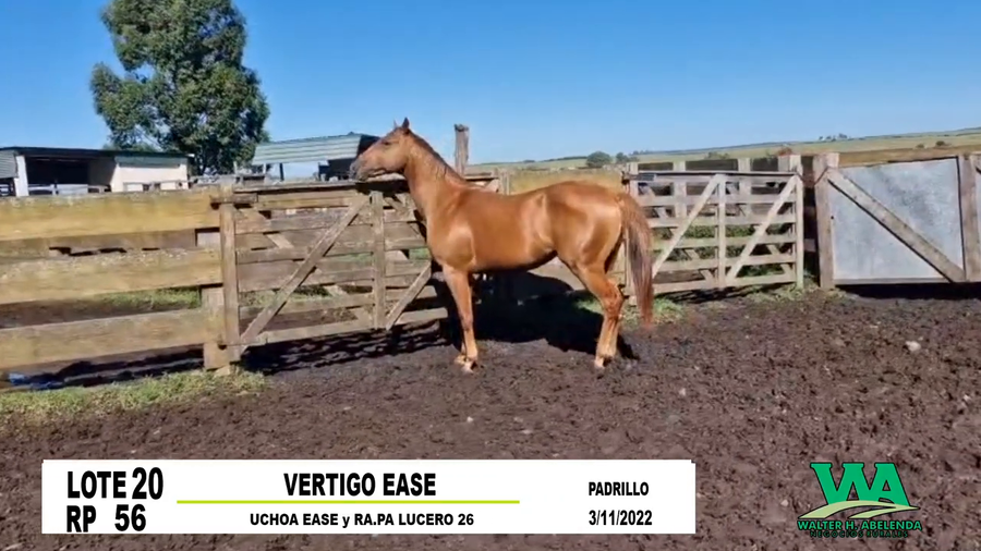 Lote VERTIGO EASE