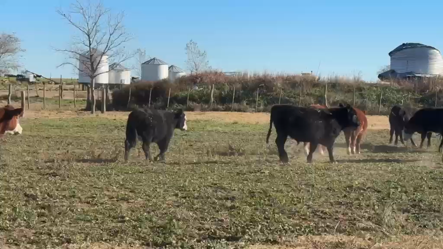 Lote 65 Novillitos en La Pampa, Macachín