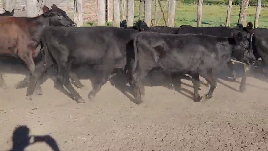 Lote 50 Terneras en Villaguay, Entre Ríos