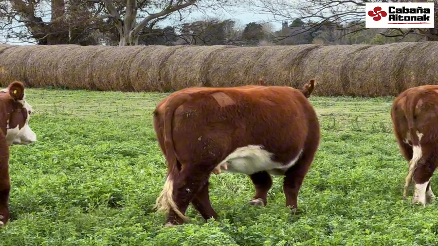 Lote CABAÑA AITONAK: VAQUILLONAS POLLED HEREFORD PURAS REGISTRADAS