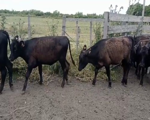 Lote (Vendido)8 Terneros y Terneras ANGUS a remate en 2da Pantalla ENTRE MARTILLOS 165kg -  en CAMINO DE LA COSTA