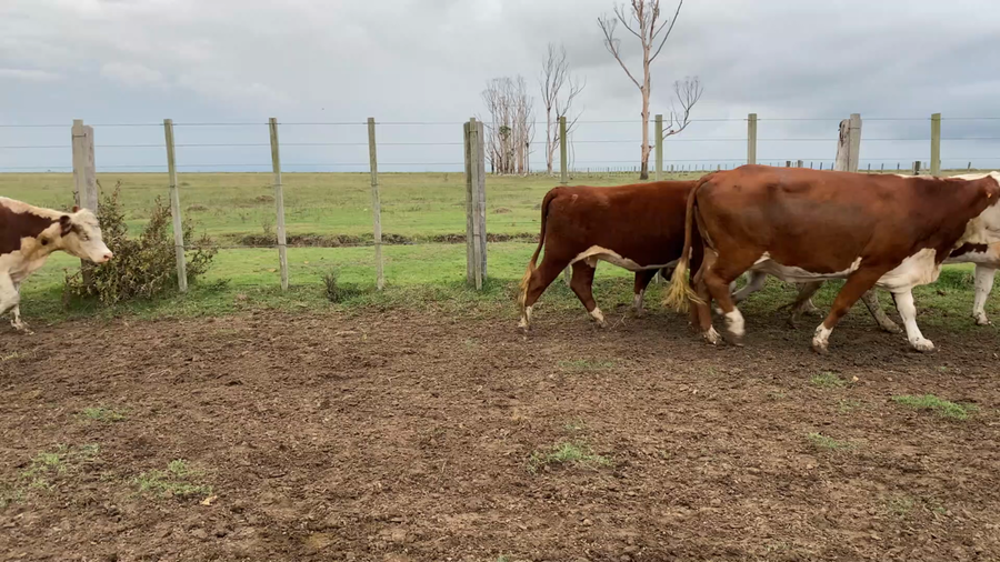 Lote 74 Vientres preñados en Treinta y Tres