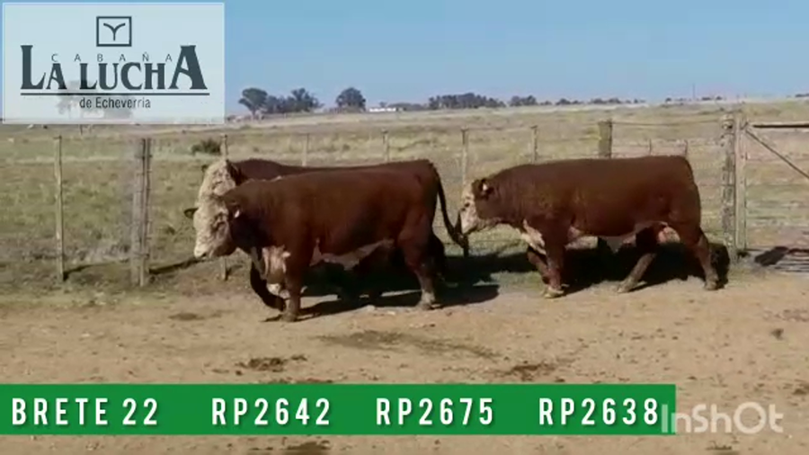 Lote TOROS POLLED HEREFORD PI