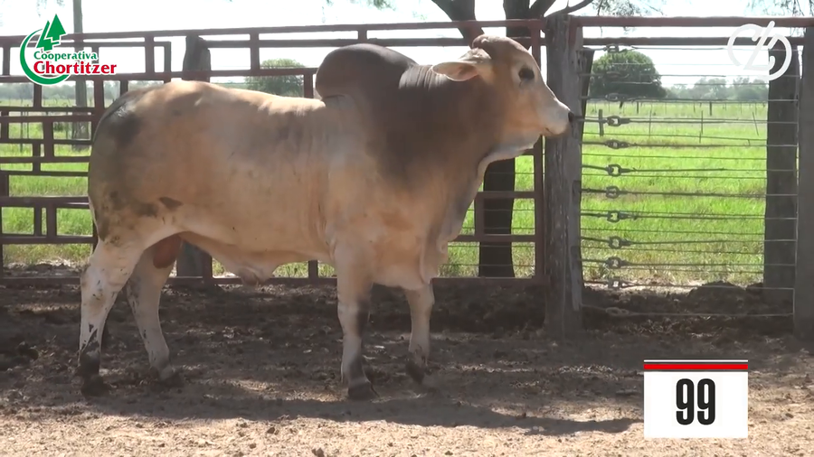 Lote Brahman