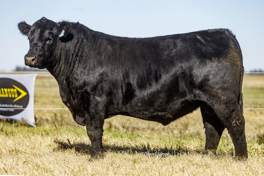 Lote Selección de Toros Surangus