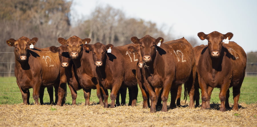 Lote VAQUILLONAS ANGUS PC PARICION PRIMAVERA