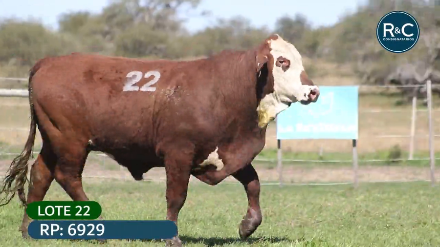 Lote Toros señal 22