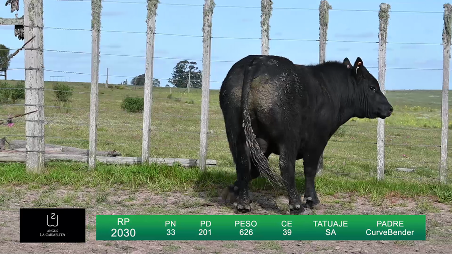 Lote TOROS LA CARMELITA