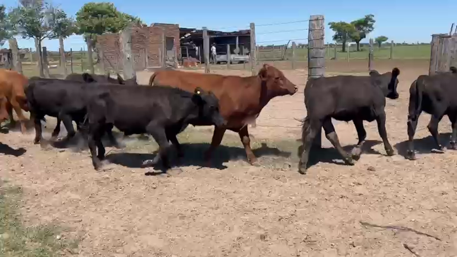 Lote 91 Terneros/as en Santa Fe, Sta. Clara de Buena Vista