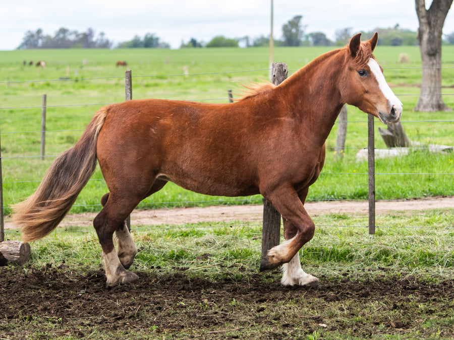 Lote Medianoche Franca