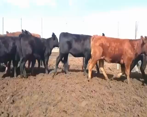 Lote 35 Terneras en Canals, Córdoba