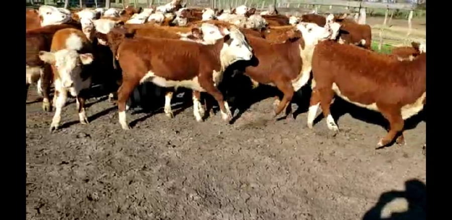 Lote 60 Terneros/as en Villaguay, Entre Ríos