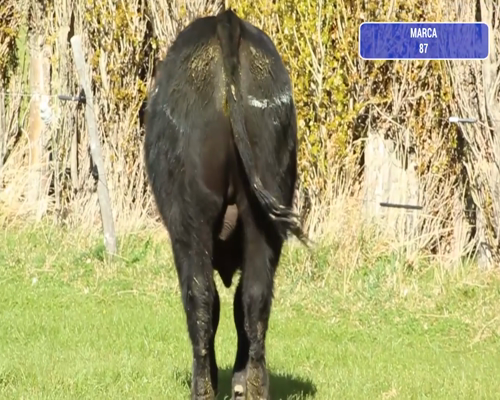 Lote 1 Toro en Río Ibáñez, XI Región Aysén