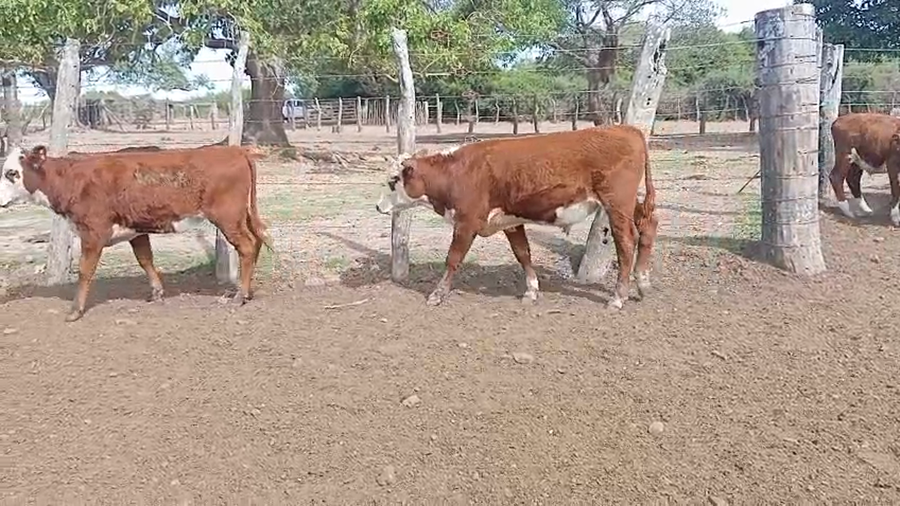 Lote 91 Terneros/as