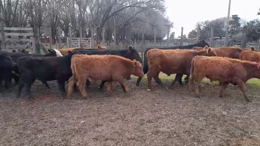 Lote 32 Terneros/as en Buenos Aires, Benito Juárez